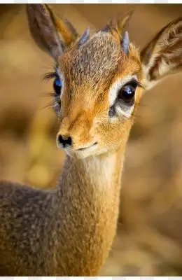 大眼睛长睫毛可爱小鹿