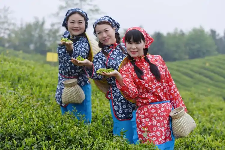 茶山姑娘采茶忙 盐婆看得心儿慌