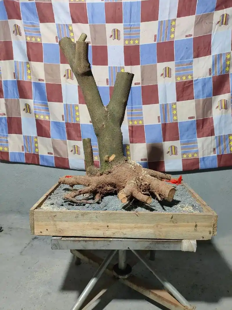 胡秃子 #羊奶果盆景素材 #人生难得糊涂一次,喜欢胡秃子盆 - 抖音