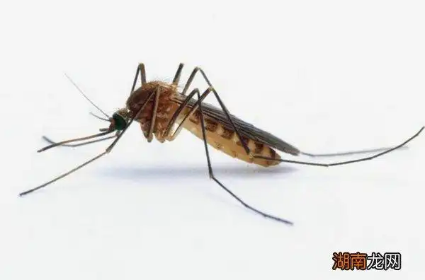 蚊子咬完肿了怎么办 _宠物知识