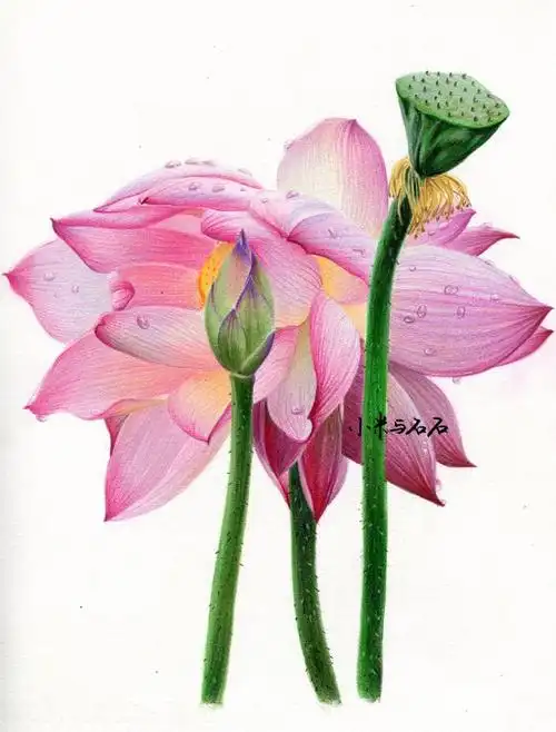 彩铅手绘唯美花卉教程,并蒂莲彩铅画所谓并蒂莲就是一支荷花茎上开出