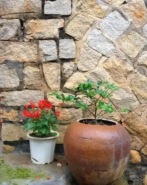 原创30斤的大水缸拿来养花成宝贝怪不得都抢着要