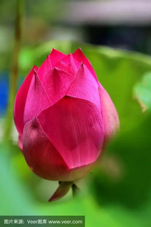 特写盛开的红色睡莲或莲花在模糊的背景.