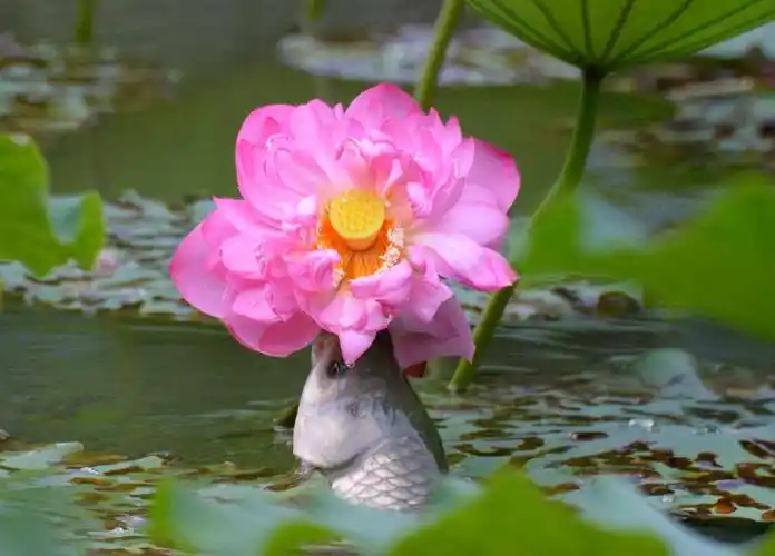 鱼吃荷花第41拍