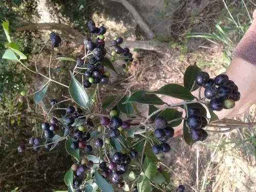 可以吃的野果子,不知道叫什么名字,谁认识一一