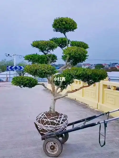 瓜子黄杨造型树家有黄杨世代栋梁四季常青