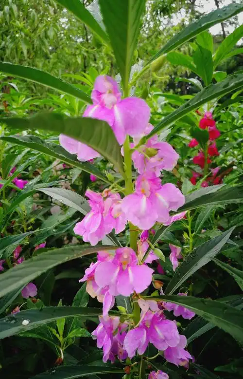 请欣赏凤仙花,又称指甲花,急性子,女儿花,金风花