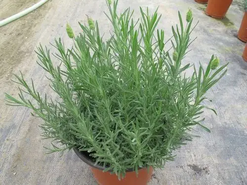 等待幸福爱情的花场薰衣草