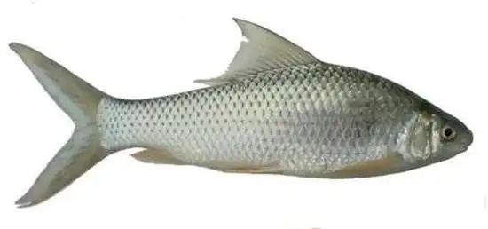 泰鲮鱼图片,鲮鱼图片