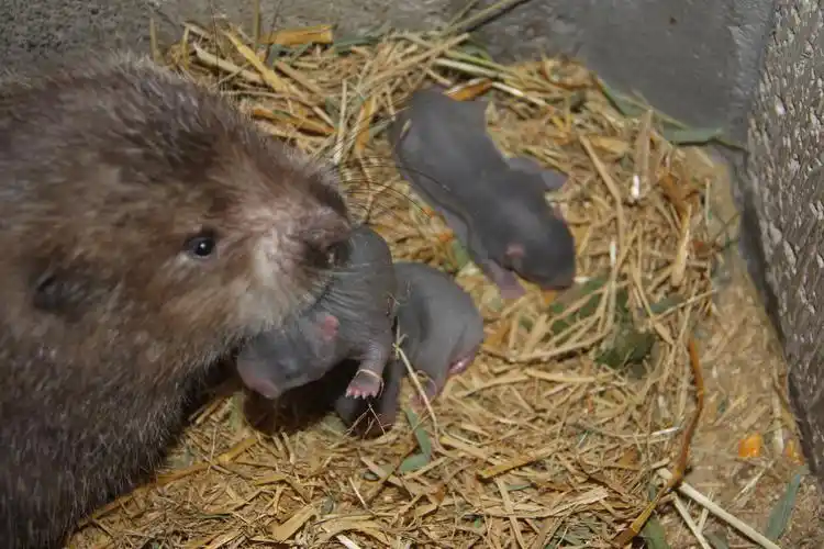 p>竹鼠(学名: i>rhizomyidae /i>),是属竹鼠科, a href="#" data