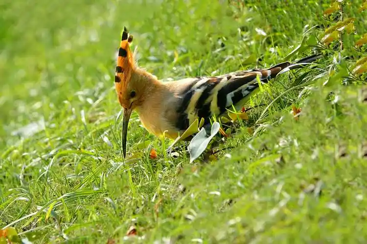 戴胜鸟属于国家二级保护动物.