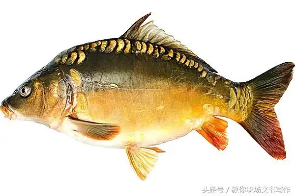 后引入国内后经过改良形成的新鱼种,叫镜鲤,俗称三道鳞,也叫三花鲤鱼
