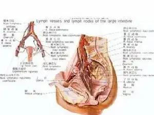 小阴唇 是一对柔软粘膜皱折皮肤,在大阴唇的内侧,表面湿润.