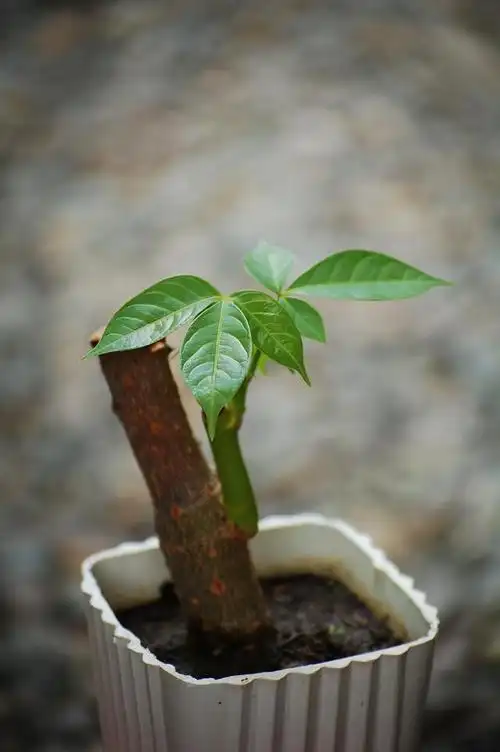 想养发财树?这篇文章把你变成种植专家!