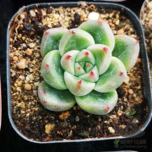 金色石英黄金石英绿野仙踪多肉植物秋季冬季春季阳台庭院家庭杂交