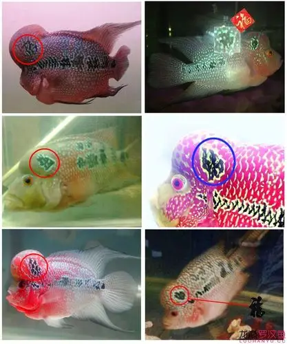 带字罗汉鱼,罗汉鱼历史上的一场闹剧