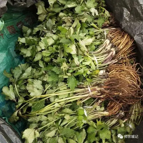 小黑药