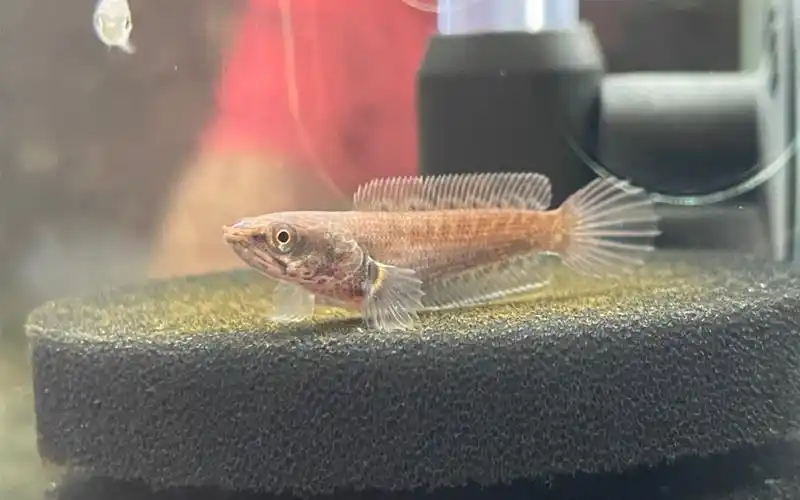 续:血斑雷龙苗2-3cm到家20天.养大看真假.