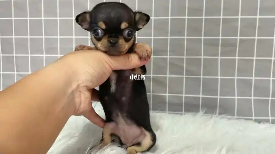 二号精品铁包金吉娃娃妹妹苹果头