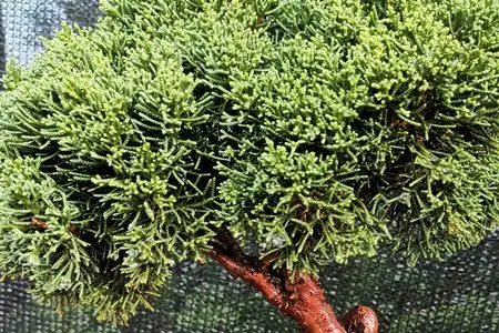 珍珠柏盆景怎么养护 - 大众健康网