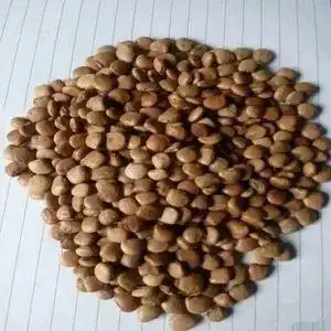 (按斤卖)牧马山地瓜种子牧马山凉薯种子甘薯种子豆薯籽水果种子