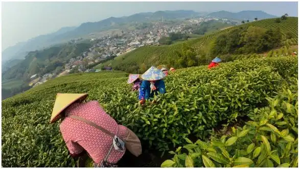 浙江安吉白茶正式开采