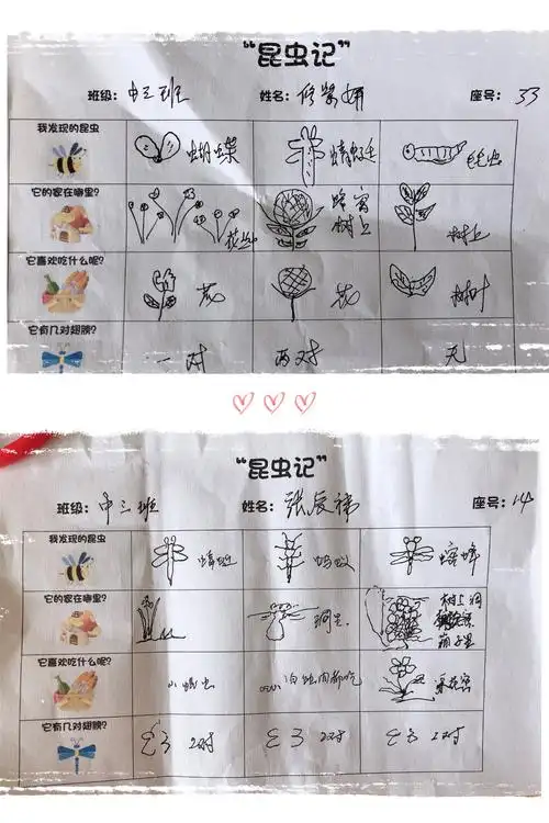 小组观察,讨论,书写你自己的"昆虫记"