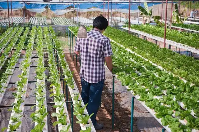 寒潮到来,种植户在蔬菜育苗的时候,需要及时管理防止病害