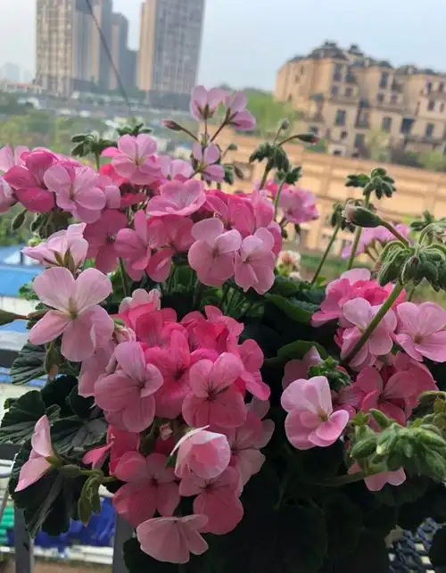 适合新手养的天竺葵—苹果花,颜值高,皮实好养,四季都有花赏