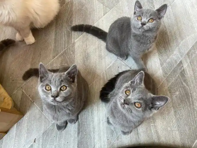 喵斗士猫咖全店蓝猫宝宝618特价