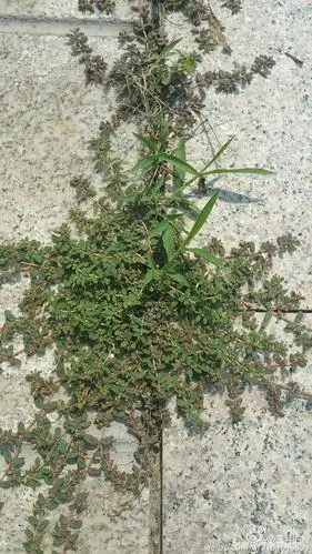 农村这种野草遍地都是可食用可药用但是很少有人了解可惜