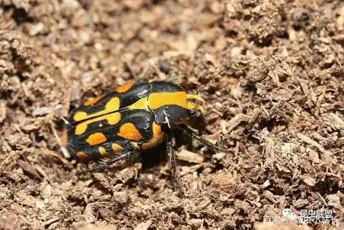 丽花金龟属 euselates thomson 4,宽带丽花金龟