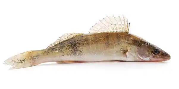 原始的梭鲈图片