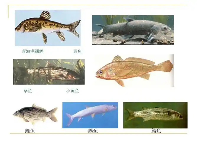 常见淡水鱼类图片 2ppt