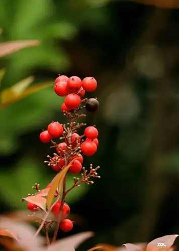 火红的石楠树果实