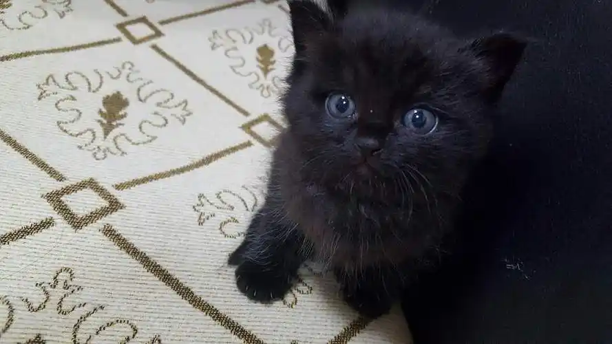 超好看的纯黑小奶猫