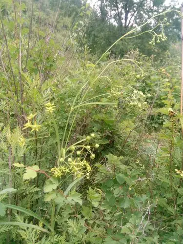 认识延庆植物-徐长卿