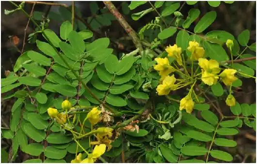 p>倒挂牛,中药名.