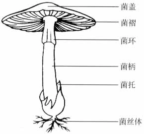 真正识别一种食用菌,需要通过内部构造,外表形态特征及微观结构面科学
