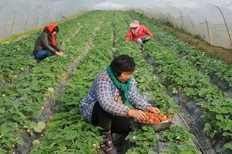 盐城亭湖家庭农场助力乡村振兴