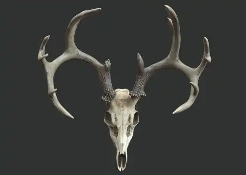 鹿头 鹿头骨 pbr材质 次世代 装饰品 动物头骨 祭祀品 颅骨 骷髅头骨
