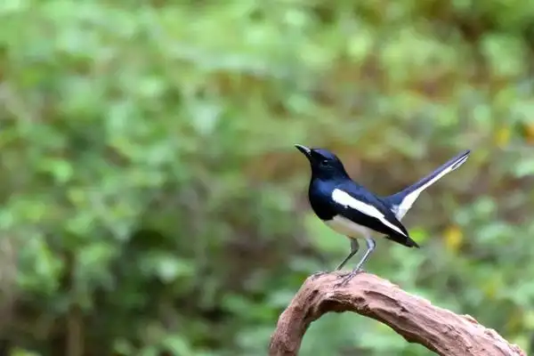 四喜鸟是国家保护动物吗(几级保护动物) (http://damaozi.