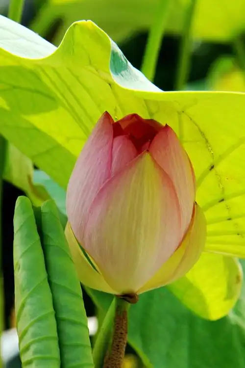 莲花池首拍荷花