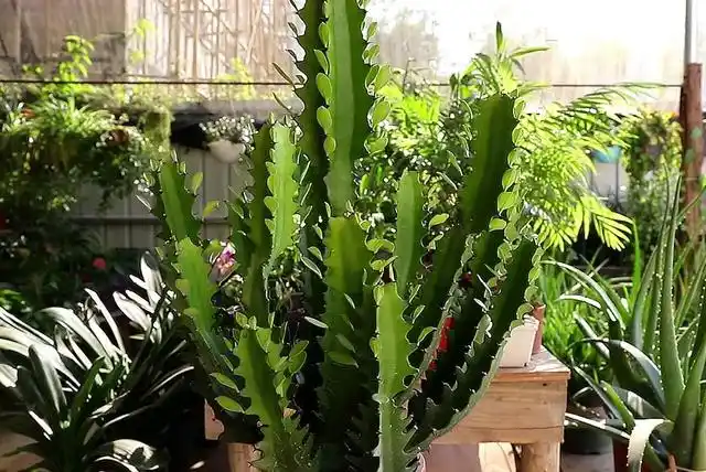 龙骨花适合养在家里吗