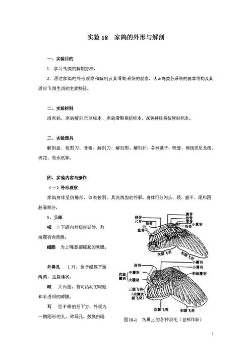 实验18 家鸽外形与解剖.doc