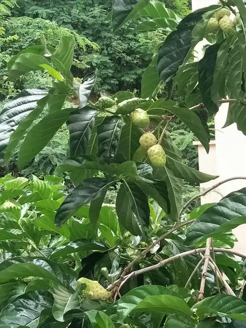 三亚诺丽果,中药.