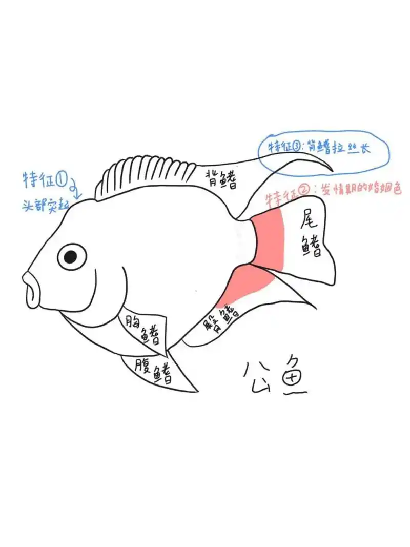 2张图秒懂迷你鹦鹉鱼怎么分公母 一般辨别迷你鹦鹉鱼公母可以从: 1.