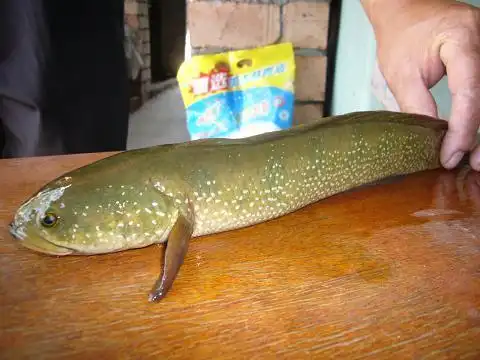 这是什么鱼类,有没有知道的