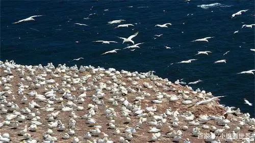 这座10公顷的海岛,被7亿只海鸟"霸占",中国吃货又按捺不住了