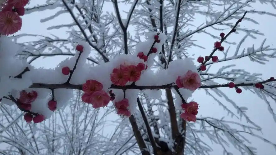壬酉年正月初七武汉二妃山雪中红梅